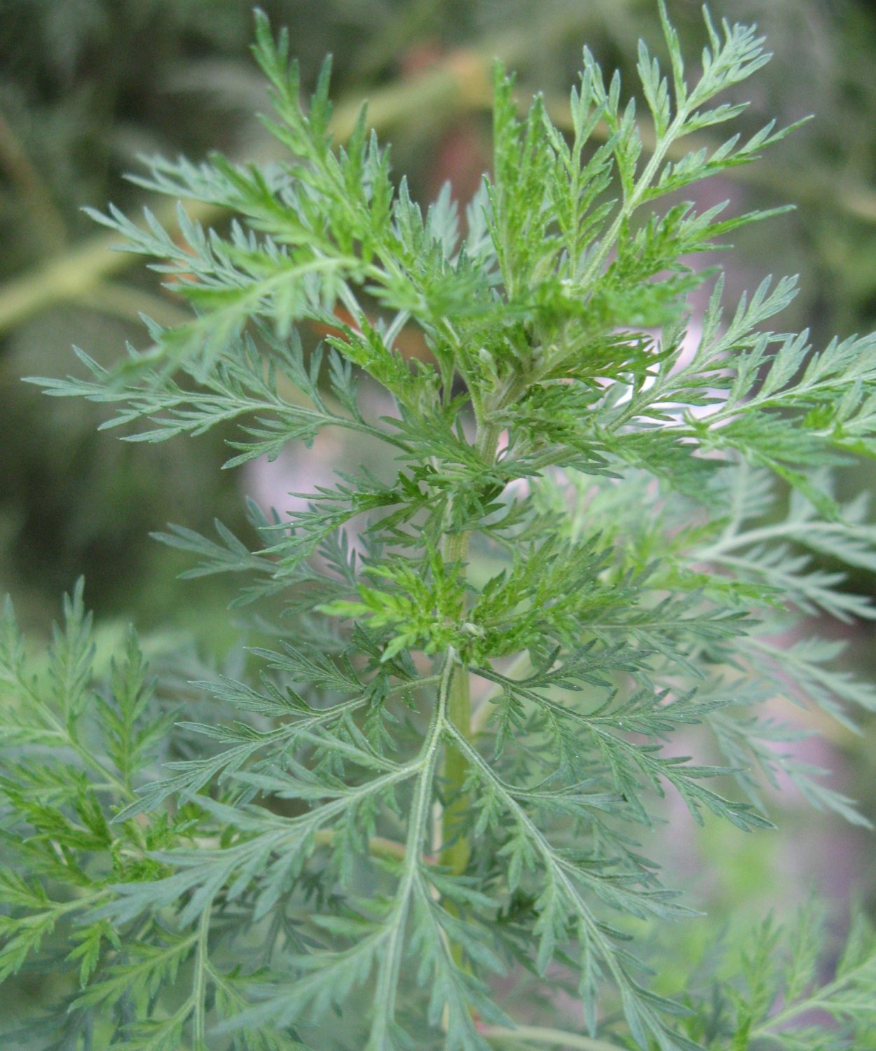 Артемизинин, «Artemisia annua»