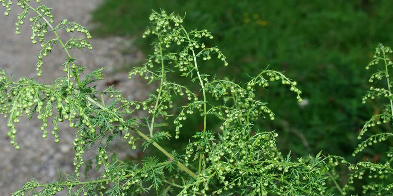 Полынь Artemisia annua