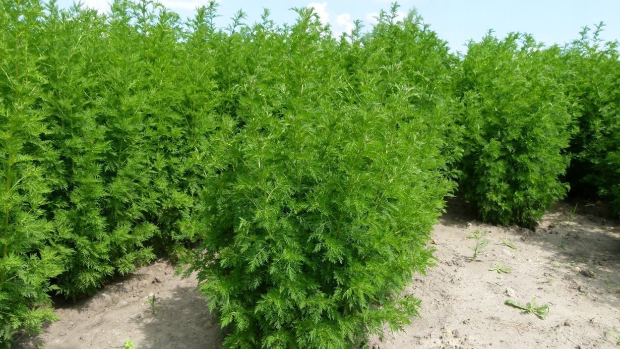 Сладкая Полынь Artemisia annua
