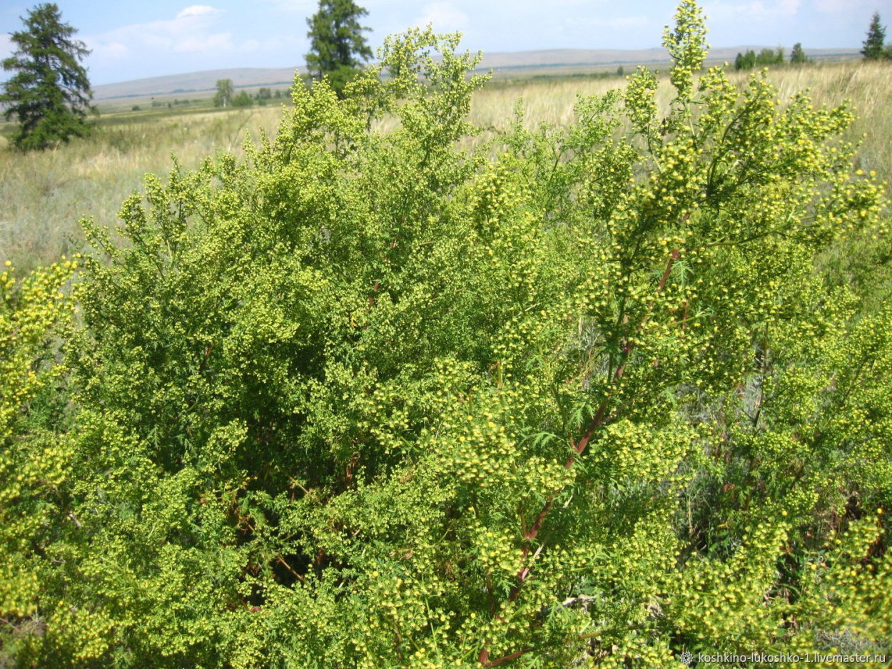 Полынь Artemisia annua