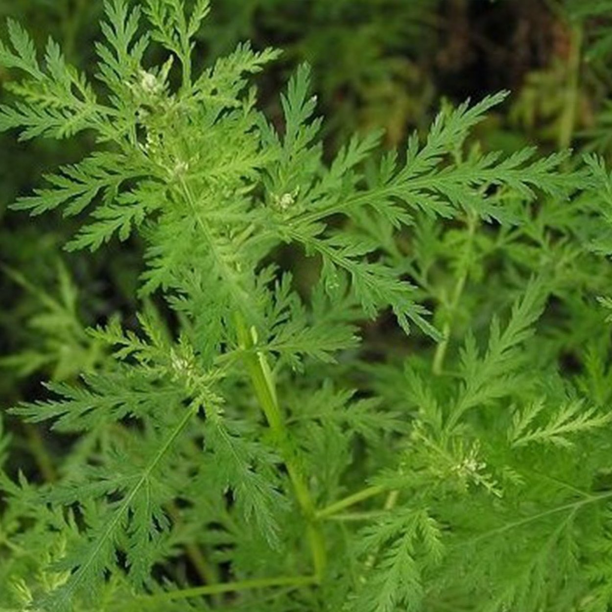 Полынь однолетняя китайская