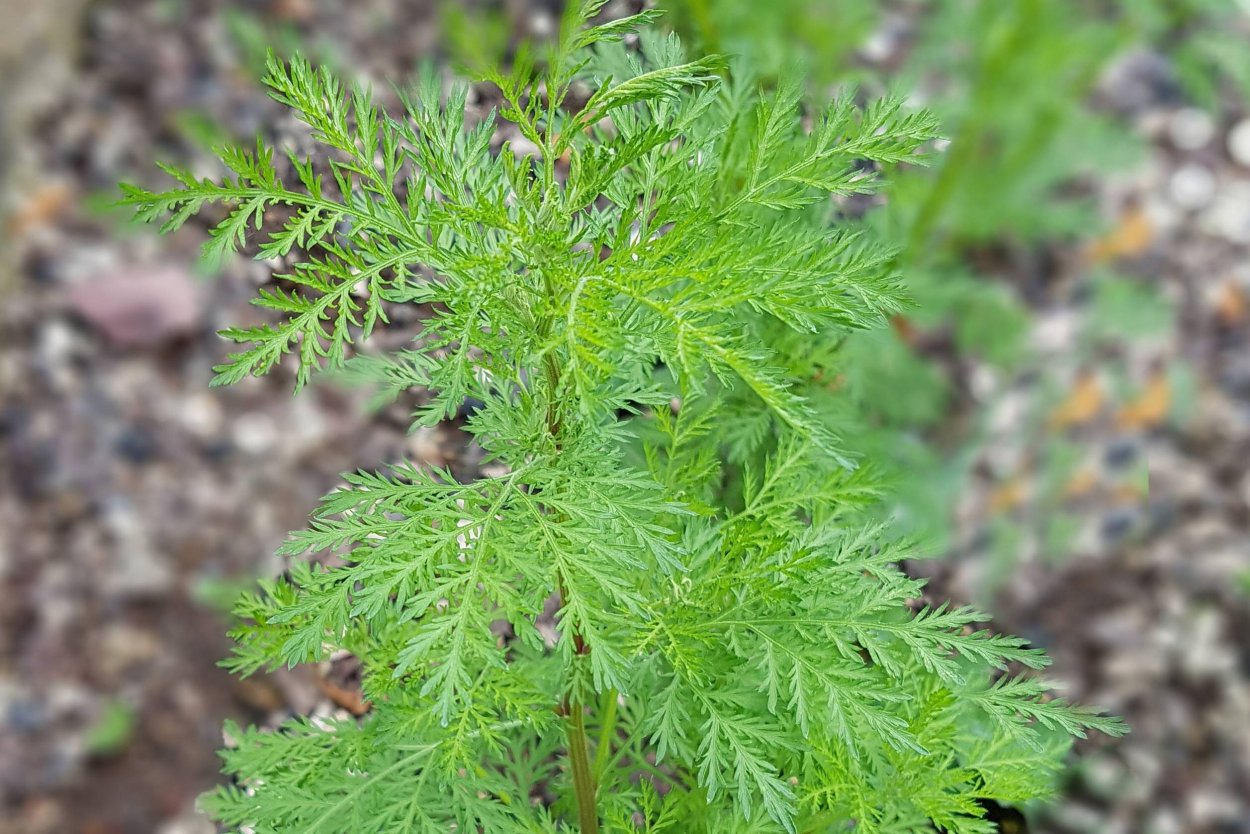 Полынь однолетняя Artemisia annua
