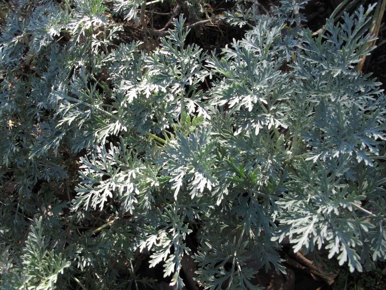 Экстракт Artemisia annua полыни однолетней