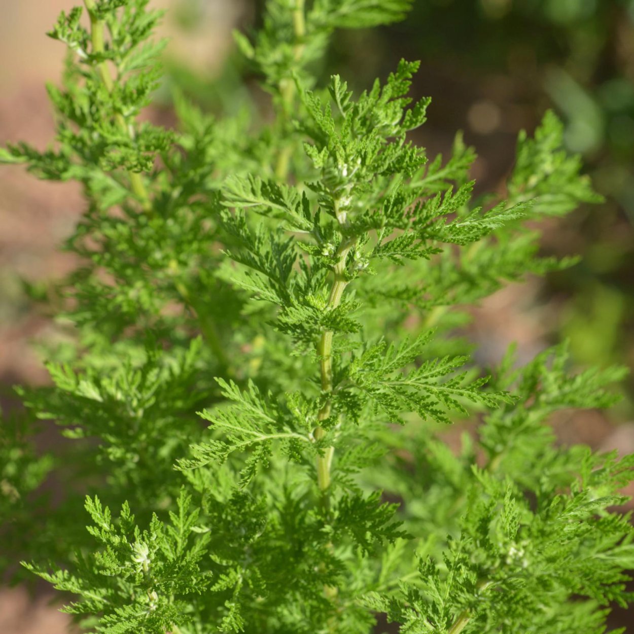 Экстракт Artemisia annua полыни однолетней