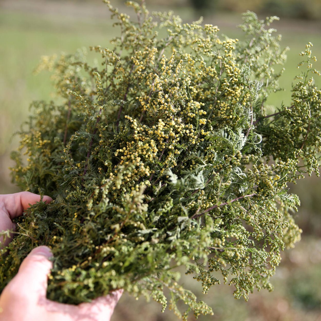 Полынь Божье дерево Тархун