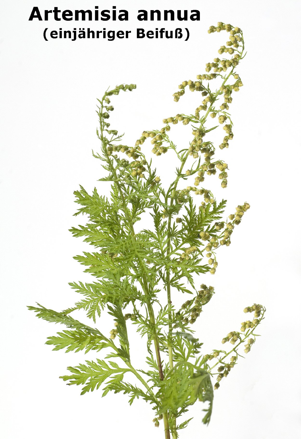 Полынь однолетняя гербарий