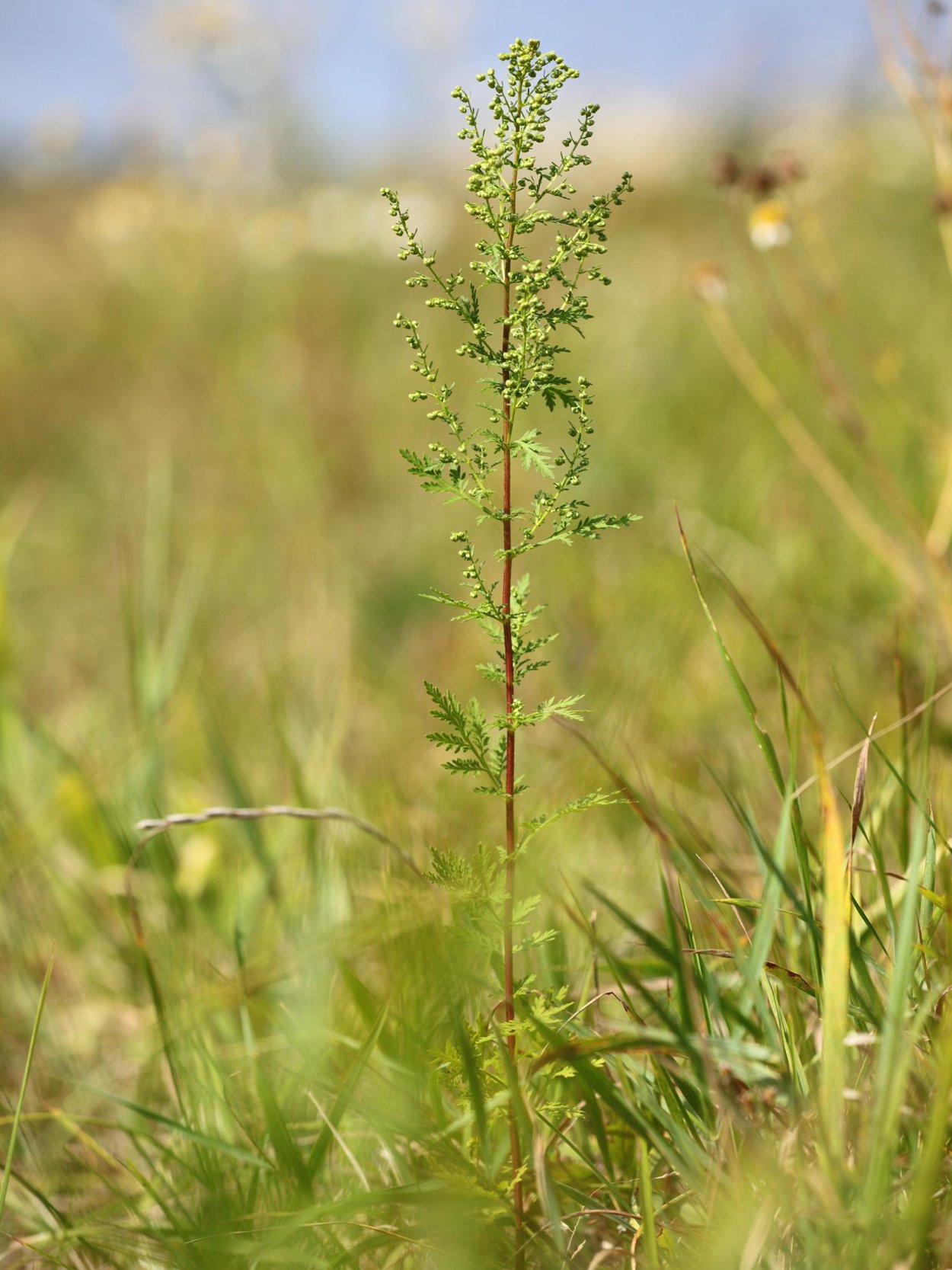 Артемизинин, «Artemisia annua»