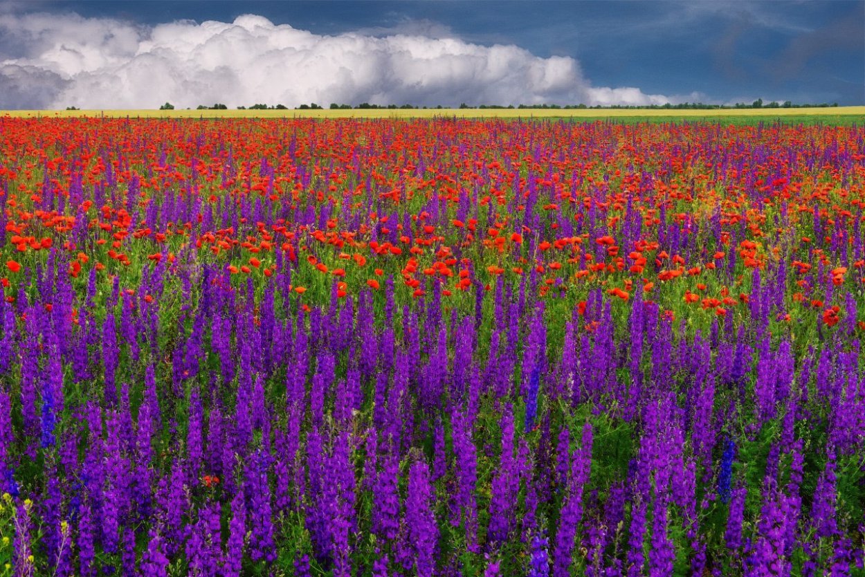 Цветущие поля Крым дельфиниум