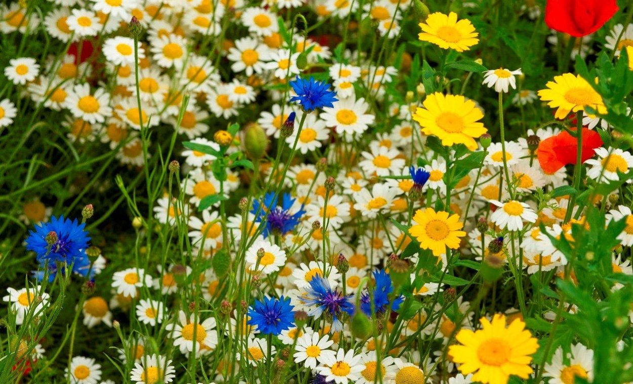 Ромашки Клевер васильки