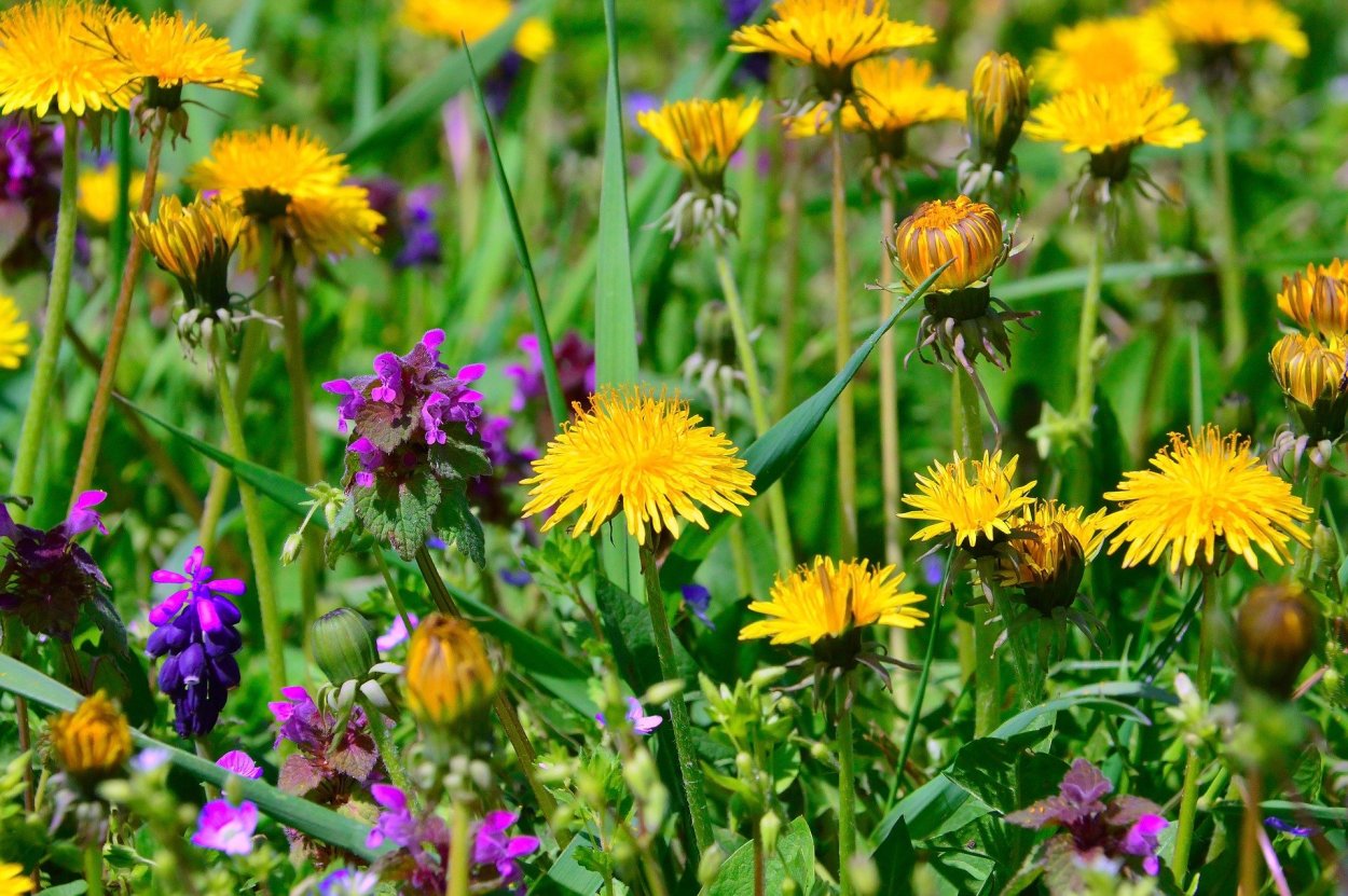 Садовые и луговые цветы