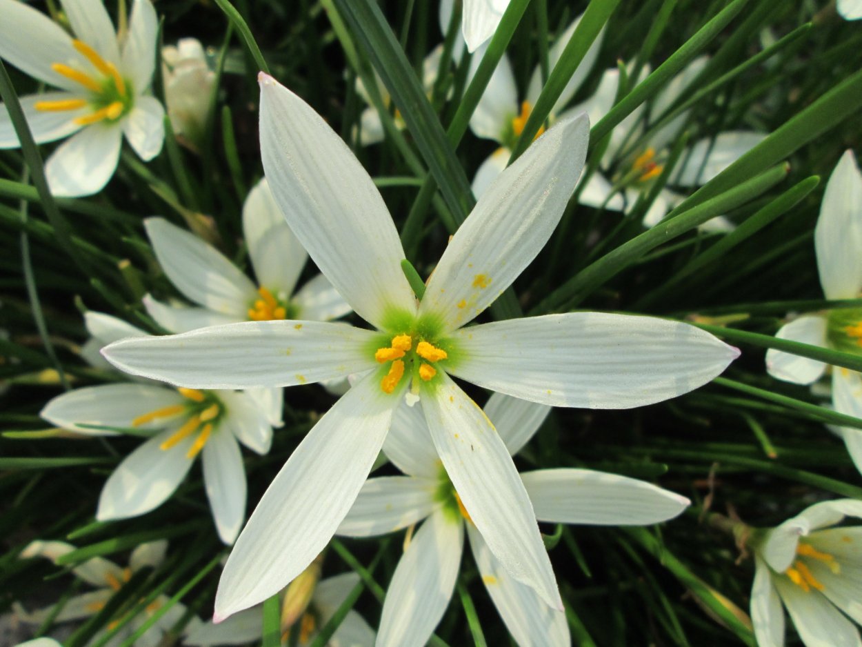 Нарцисс Шафран