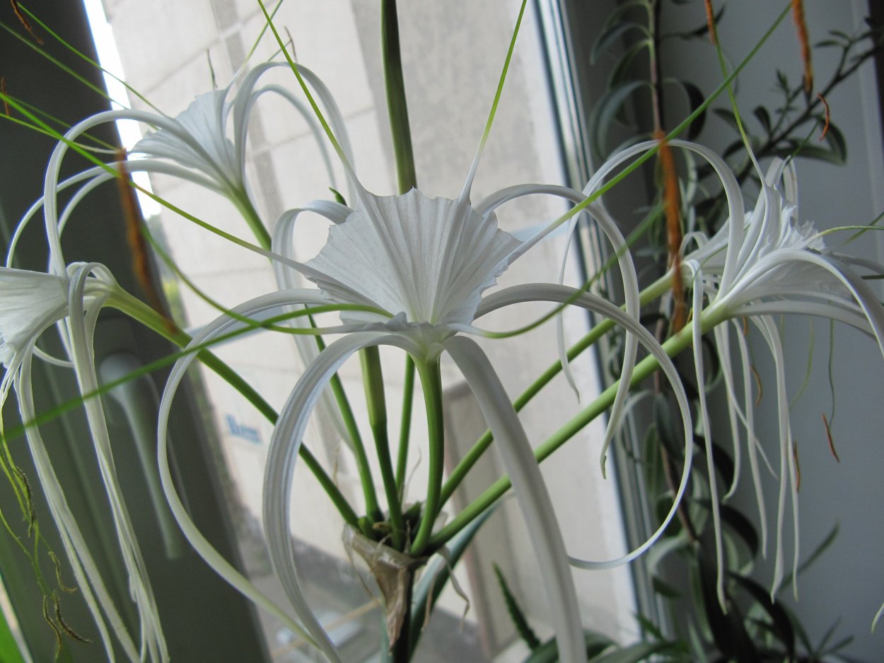 Весенние луковичные хионодокса