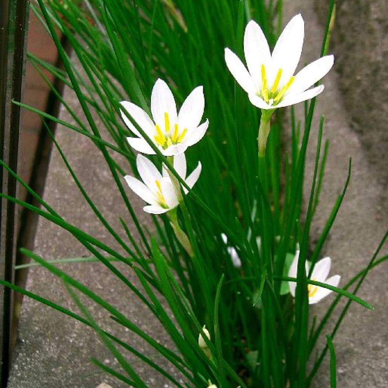 Зефирантес белоснежный