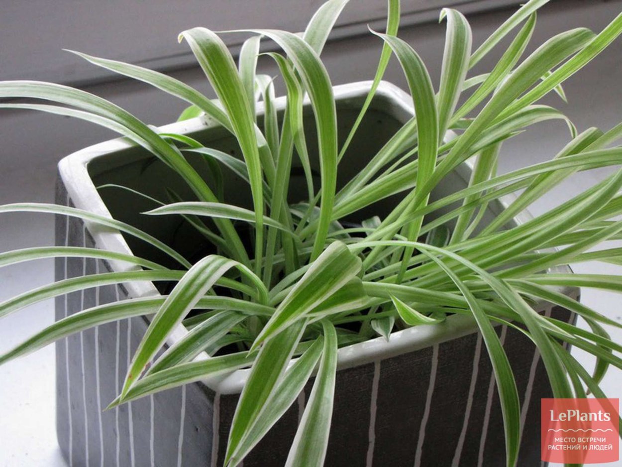 Хлорофитум хохлатый vittatum