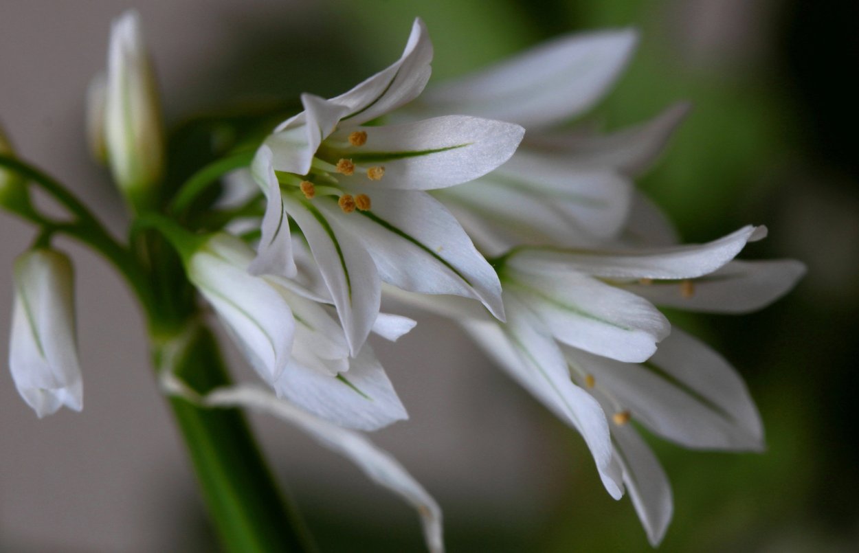 Аспарагус спаржевидный