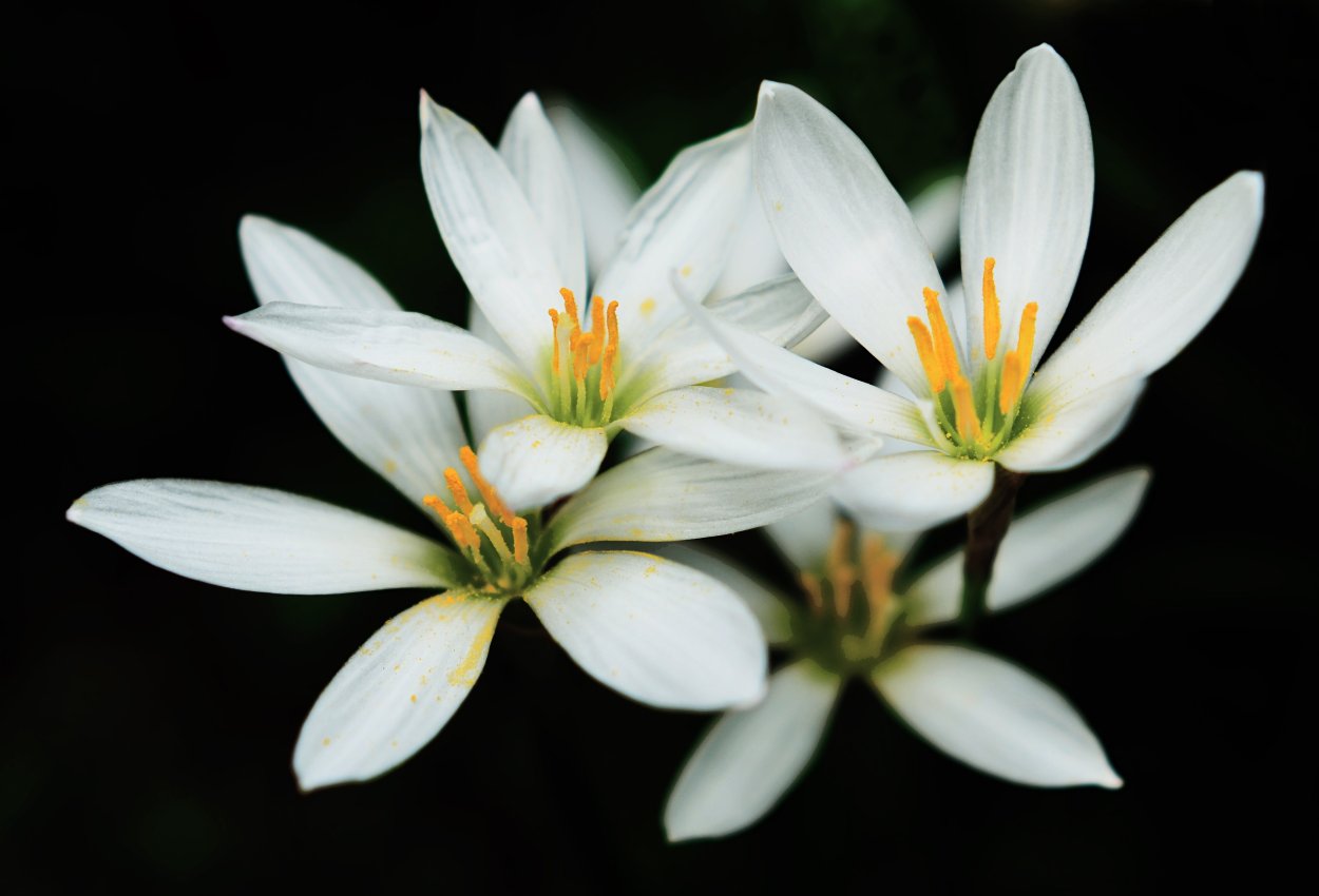 Цветы с острыми лепестками