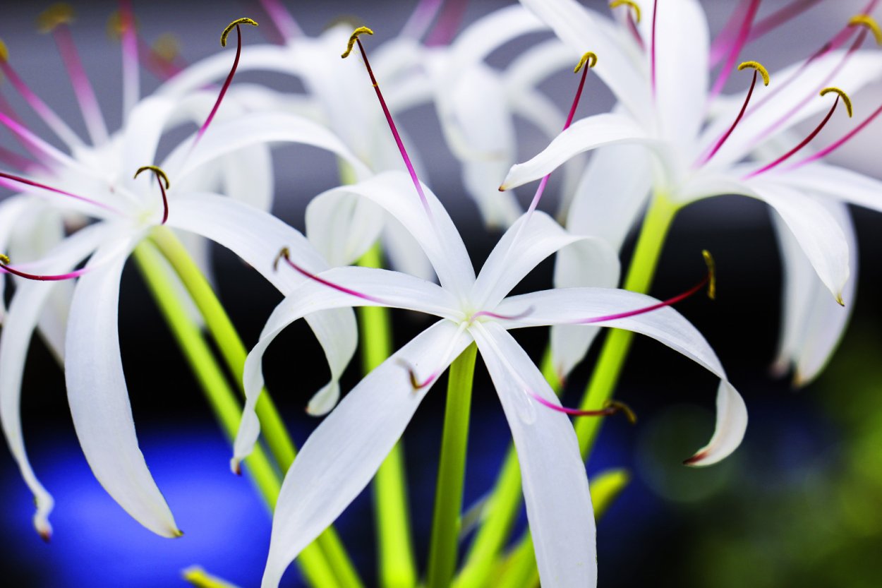 Лилия обыкновенная белая