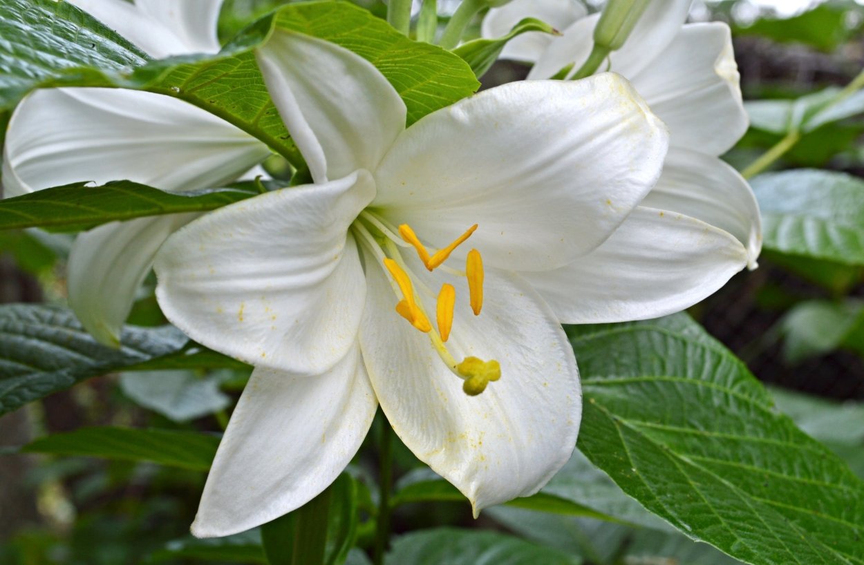 Альстромерия стебель