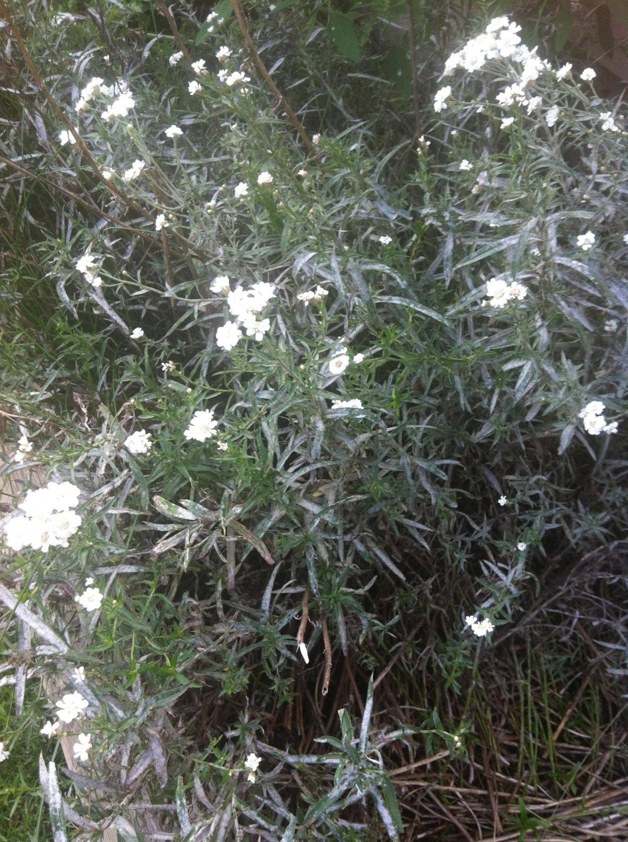 Зефирантес атамасский