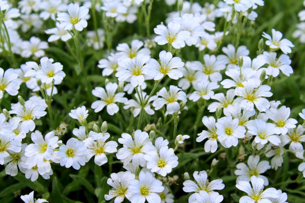 Chlorophytum comosum 'vittatum'