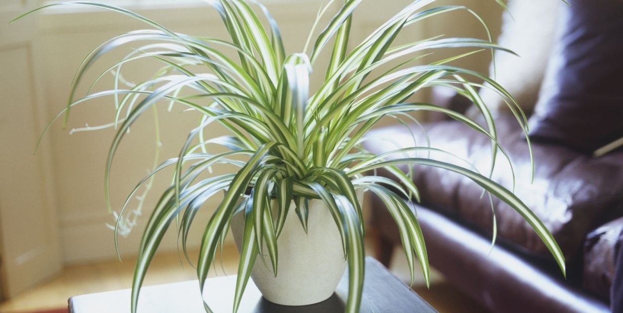 Хлорофитум Капский Chlorophytum