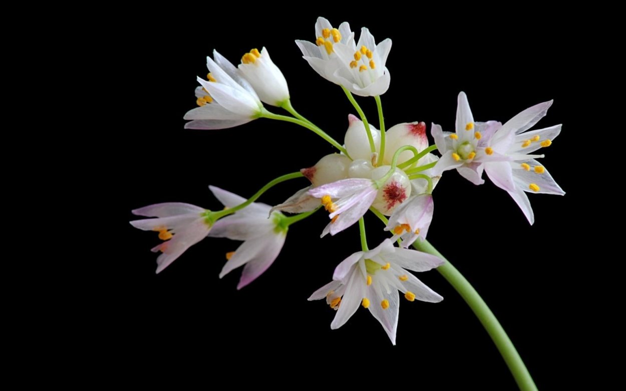 АИР злаковидный комнатный