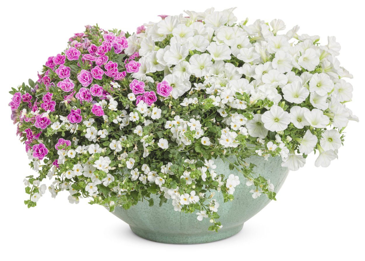 Бакопа калибрахао петунья