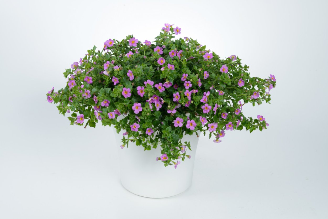 Бакопа сурфиния калибрахоа