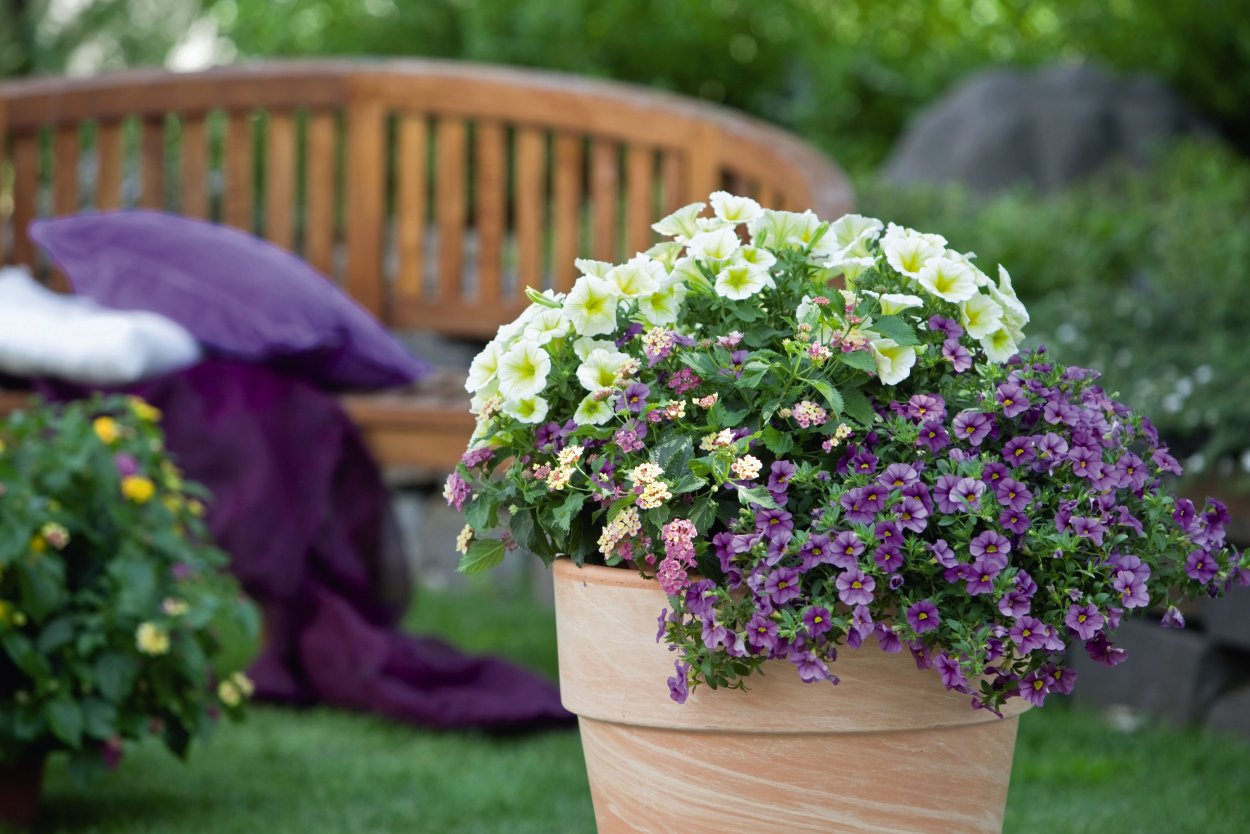 Калибрахоа лобелия дихондра