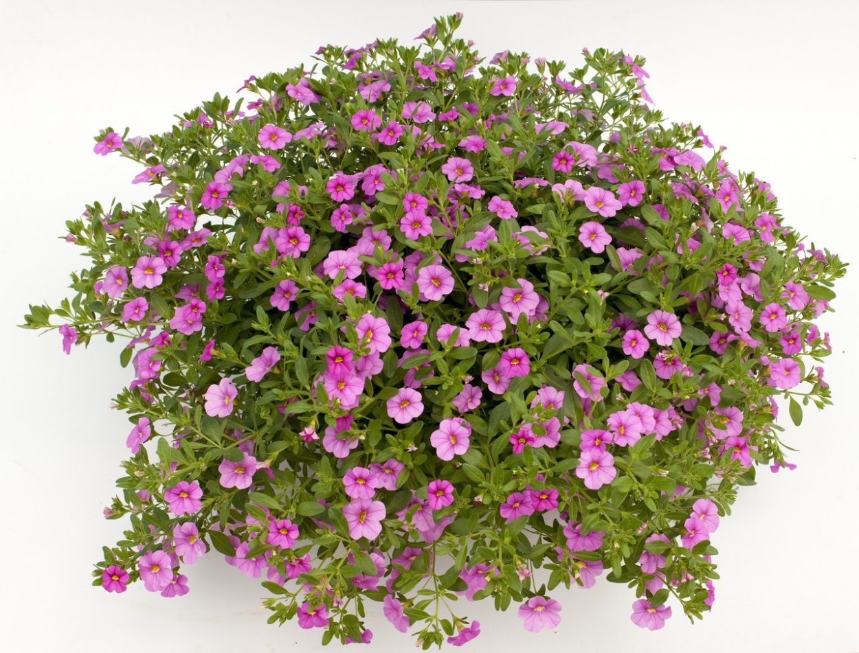 Калибрахоа или Бакопа