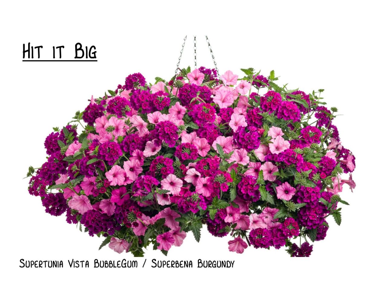 Бакопа калибрахоа лобелия Вербена