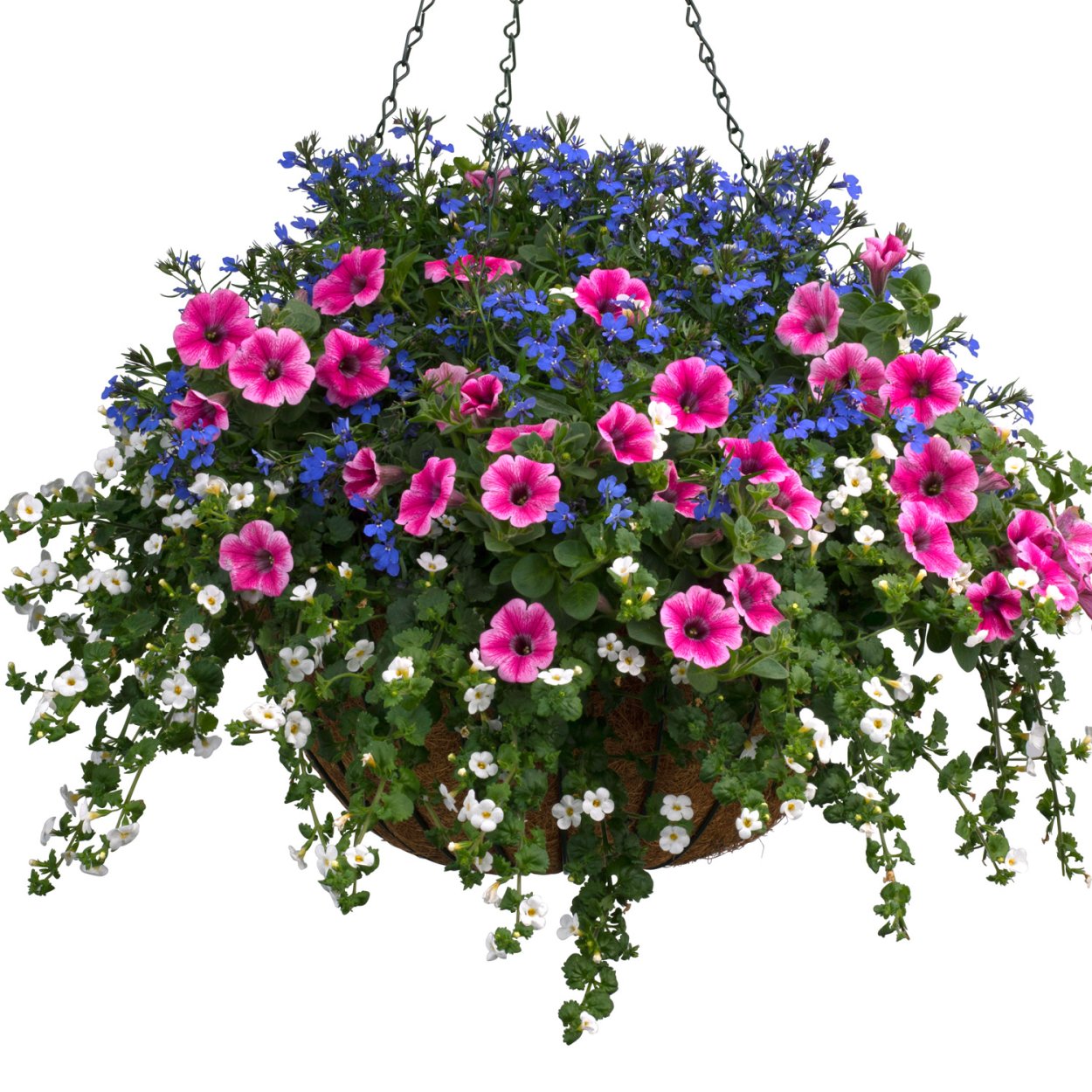 Бакопа с петунией