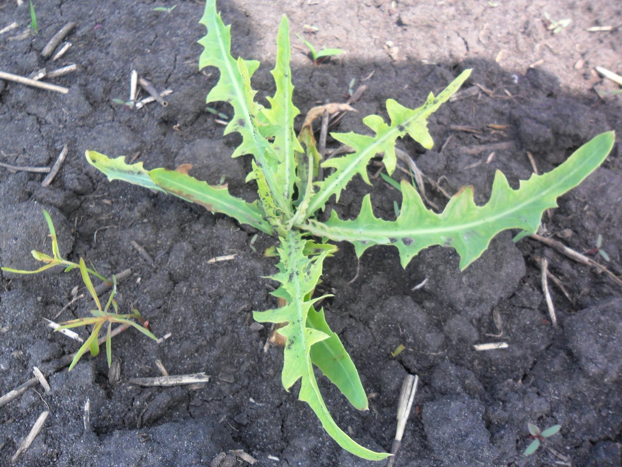 Осот и одуванчик