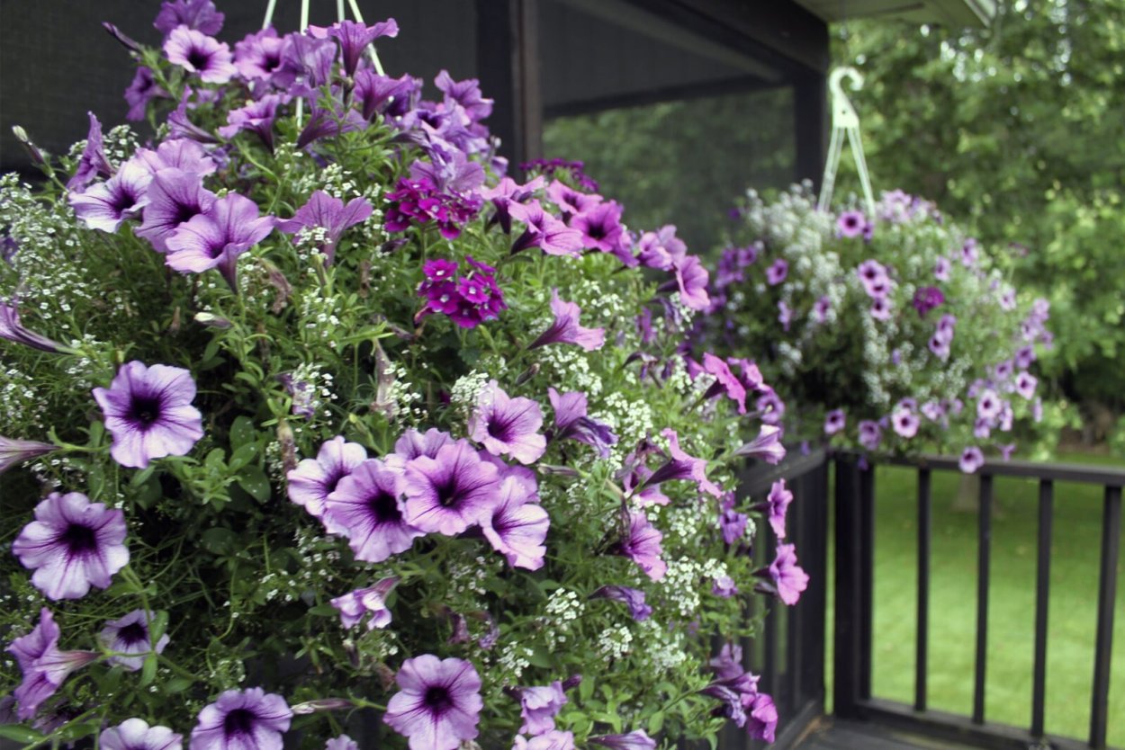 Бакопа ампельная