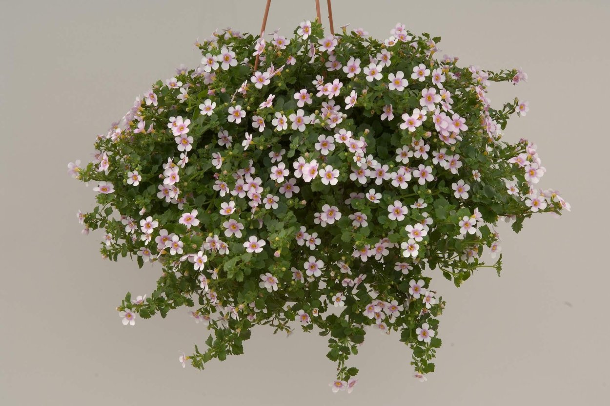 Бакопа и Хоста