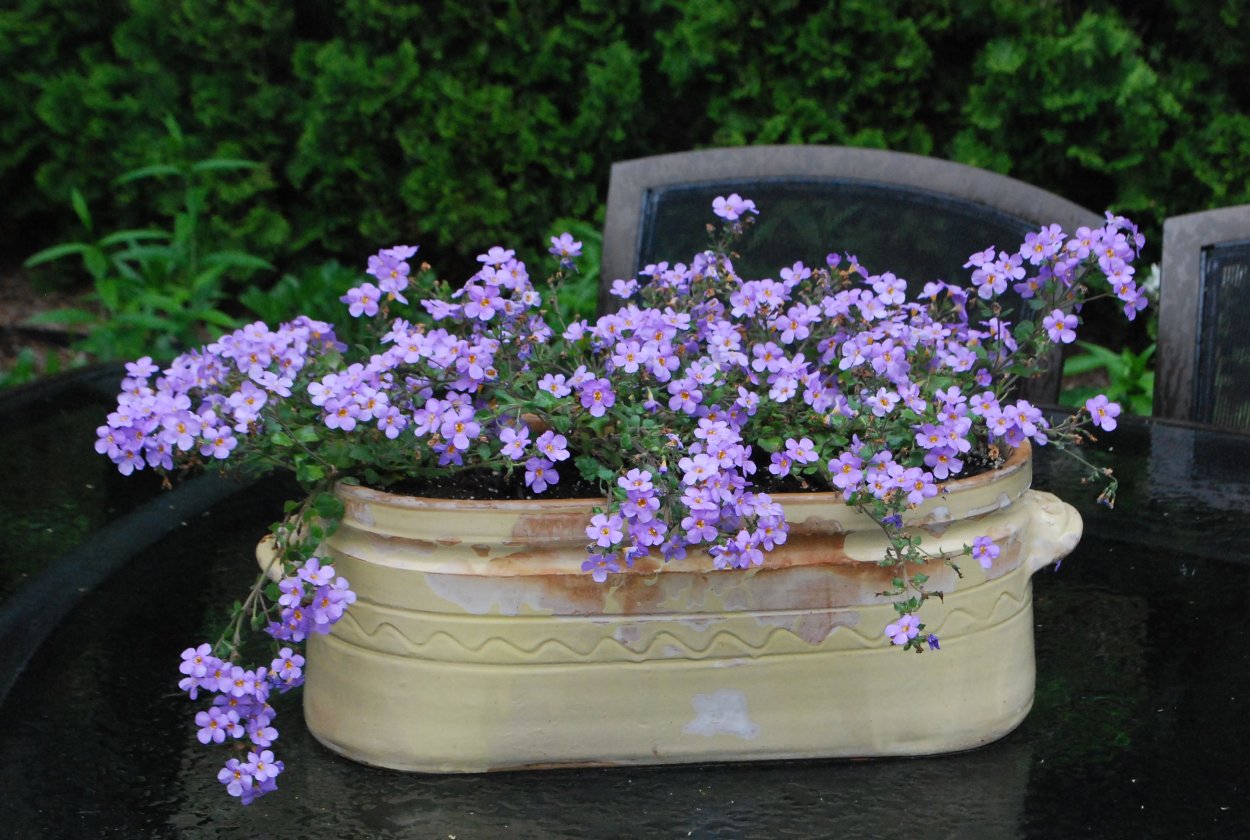 Бакопа и пеларгония