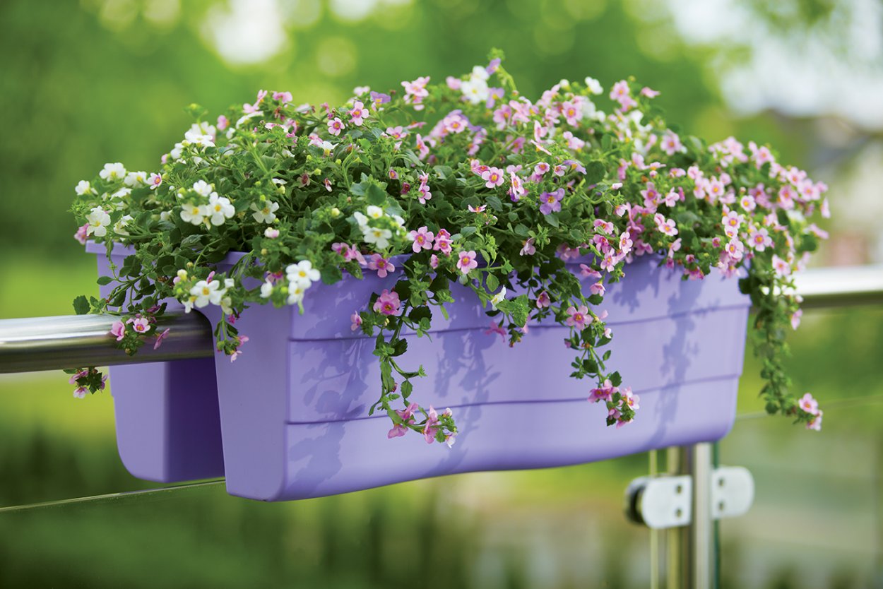 Супертуния Лавендер Уайт