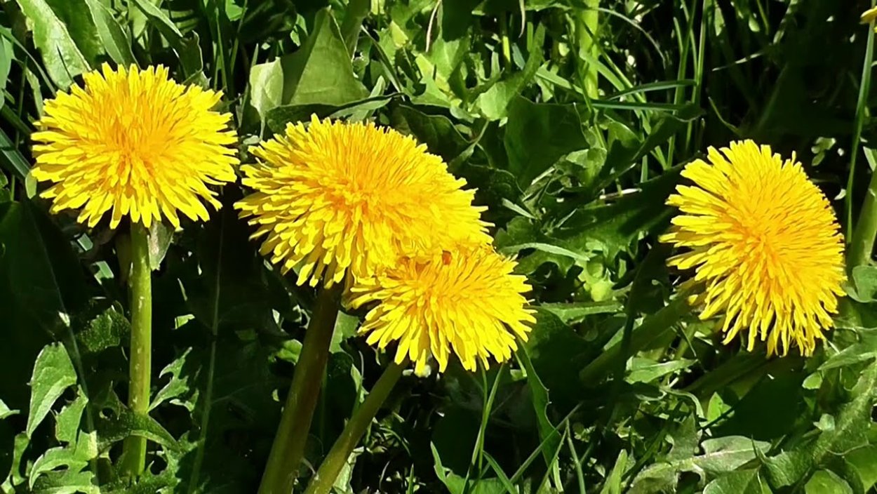 Осот соцветие