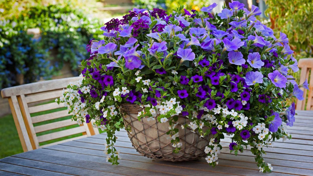 Бакопа калибрахоа лобелия Вербена