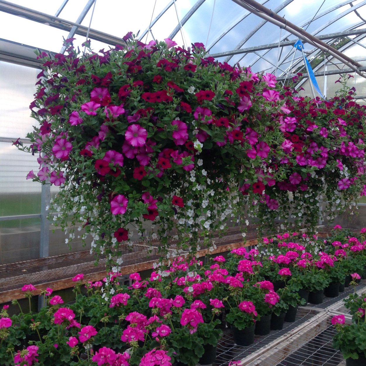 Калибрахоа SUPERBELLS Evening Star