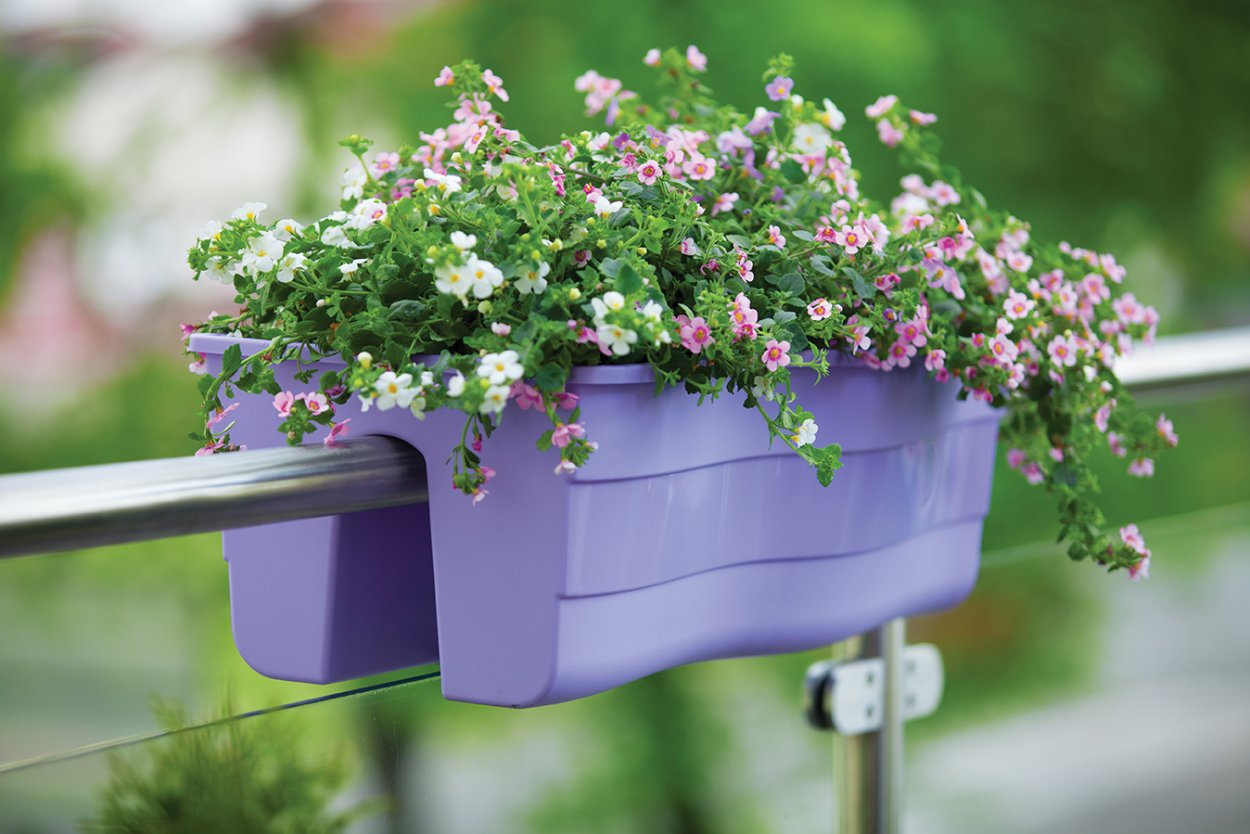 Алиссум и Бакопа