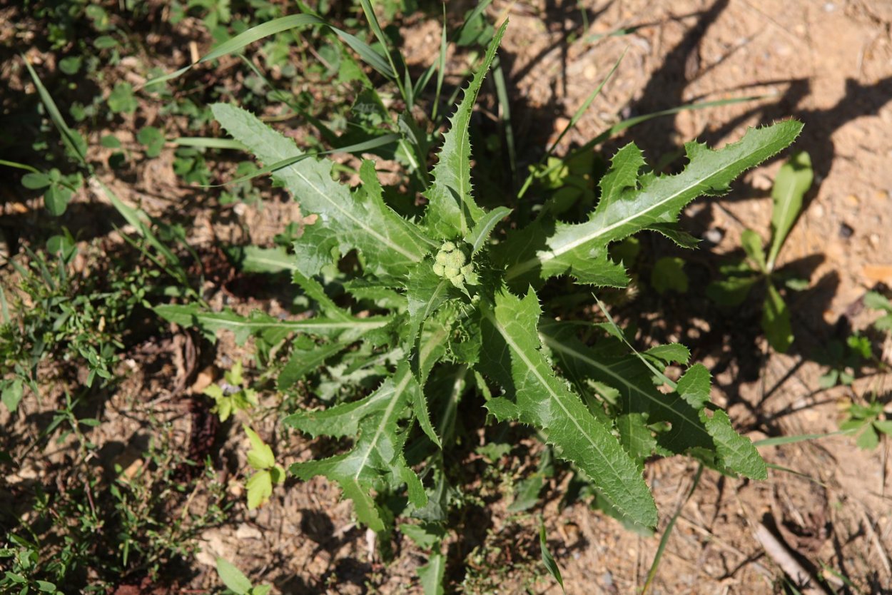 Латук дикий (Lactuca virosa)