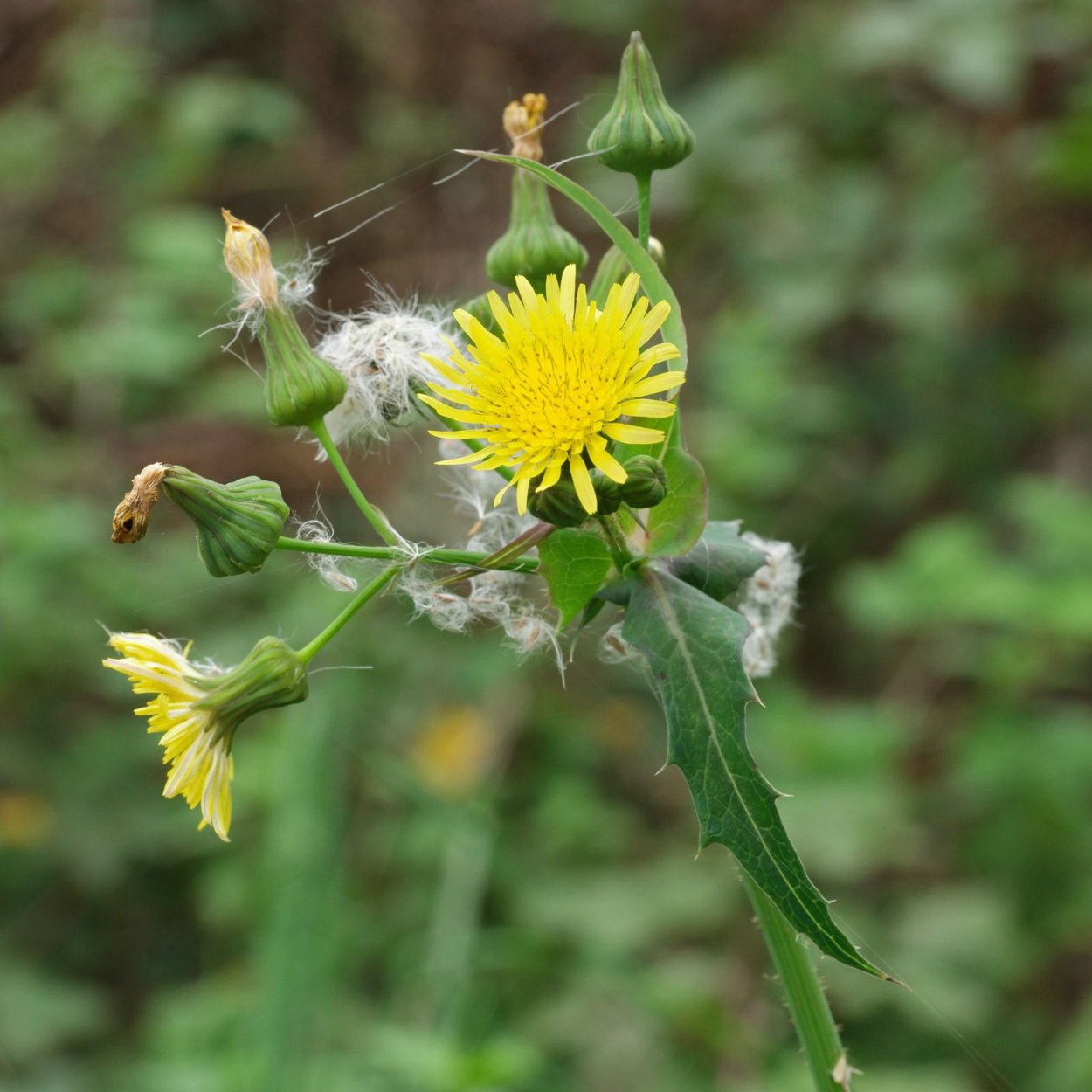 Осот огородный (Sonchus oleraceus)