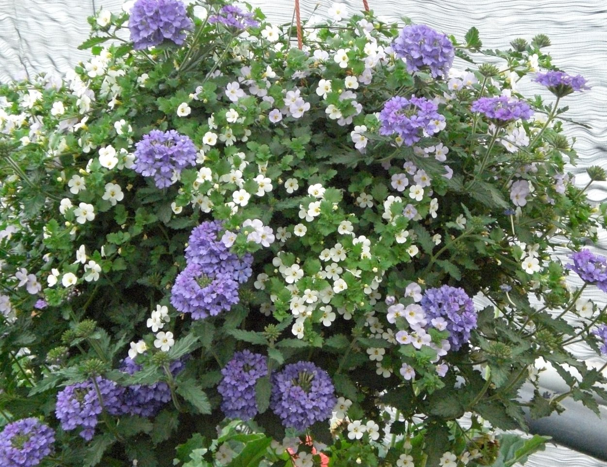 Бакопа и пеларгония