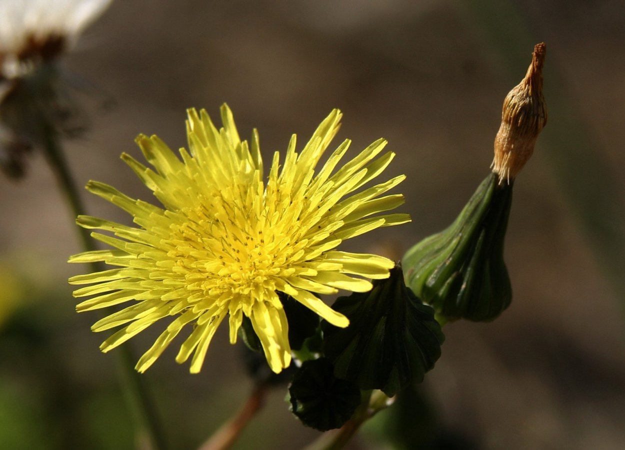 Молочай осот огородный