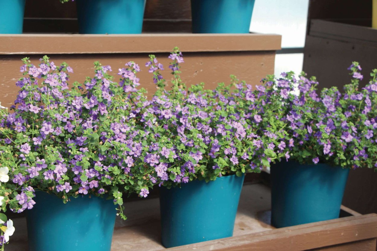 Патио с петунией