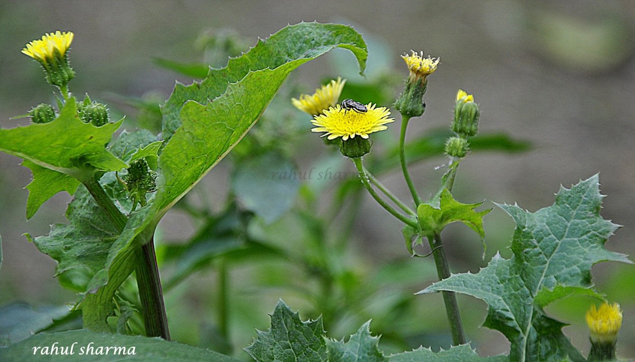 Одуванчики сорняки борьба