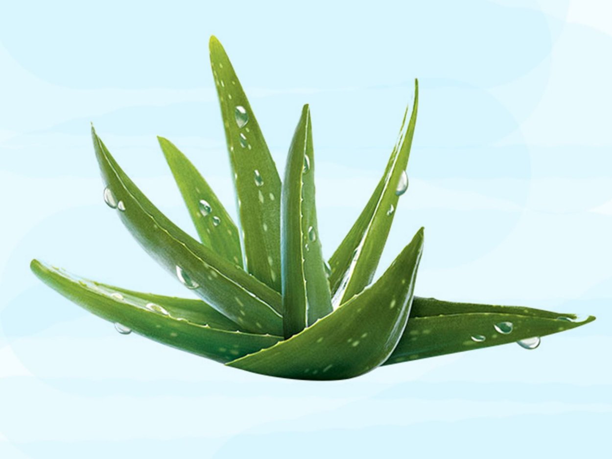 Алоэ Вера Aloe Vera