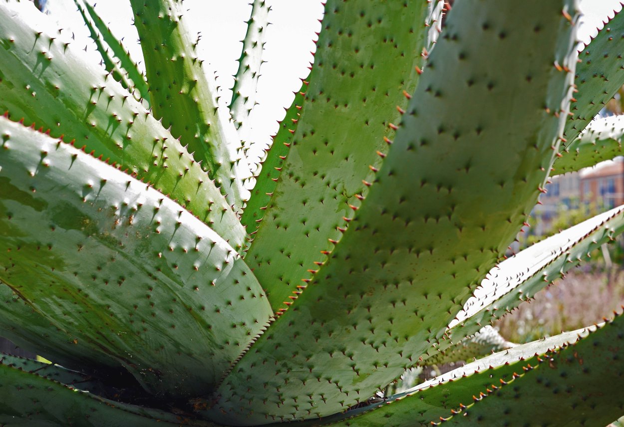Алоэ Aloe krapohliana