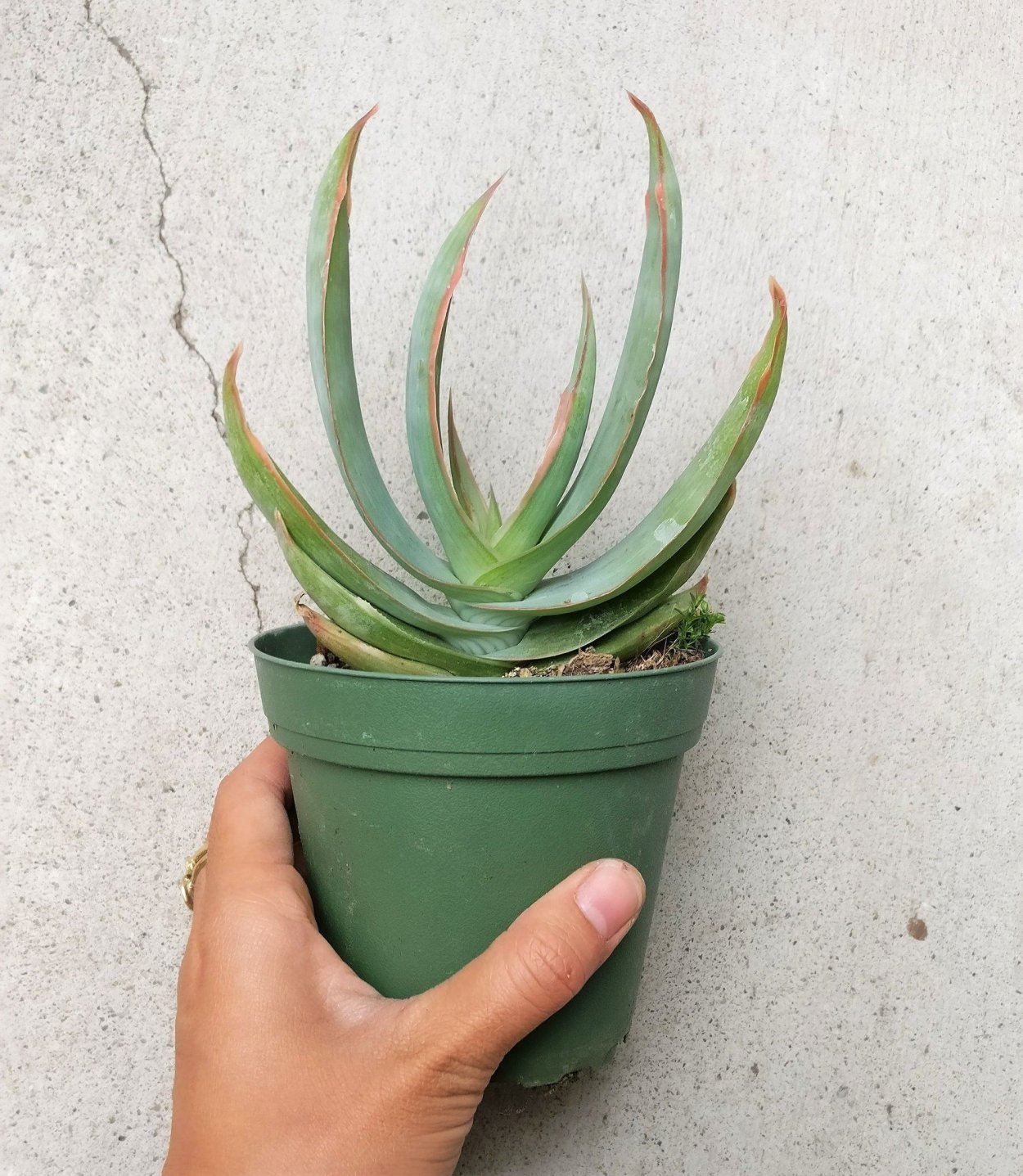 Алоэ полосатое (a. striata)